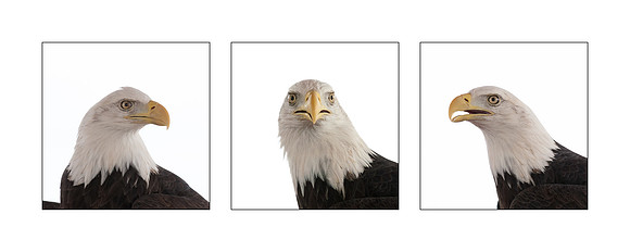 Bald Eagle Triptych